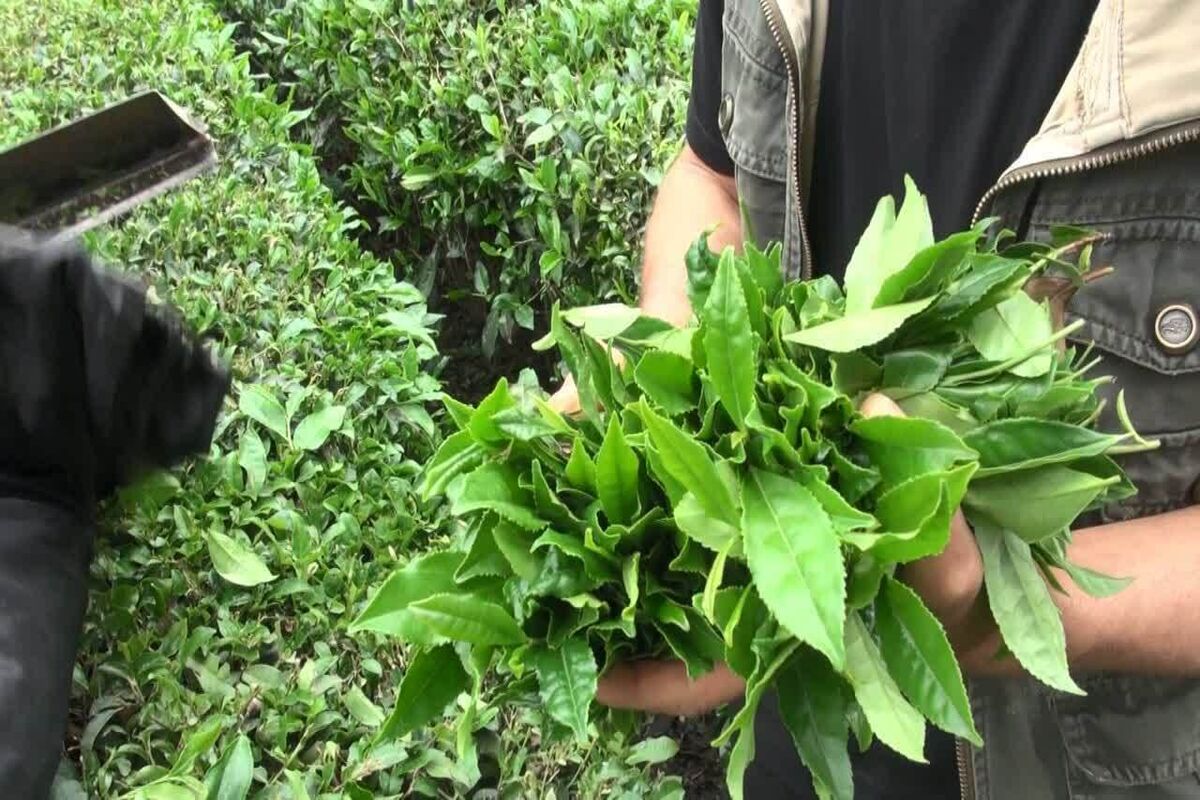 خرید چاي سبز
