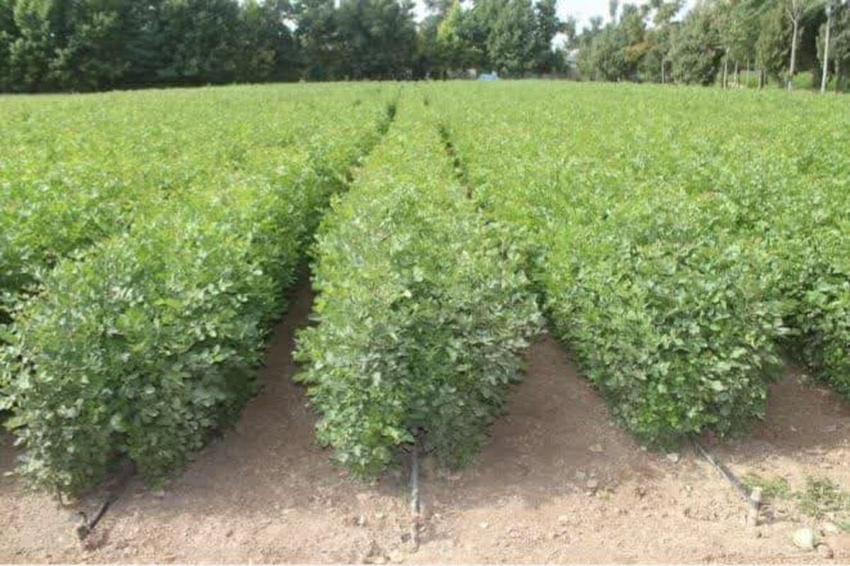 عکس خبرمنابع طبیعی