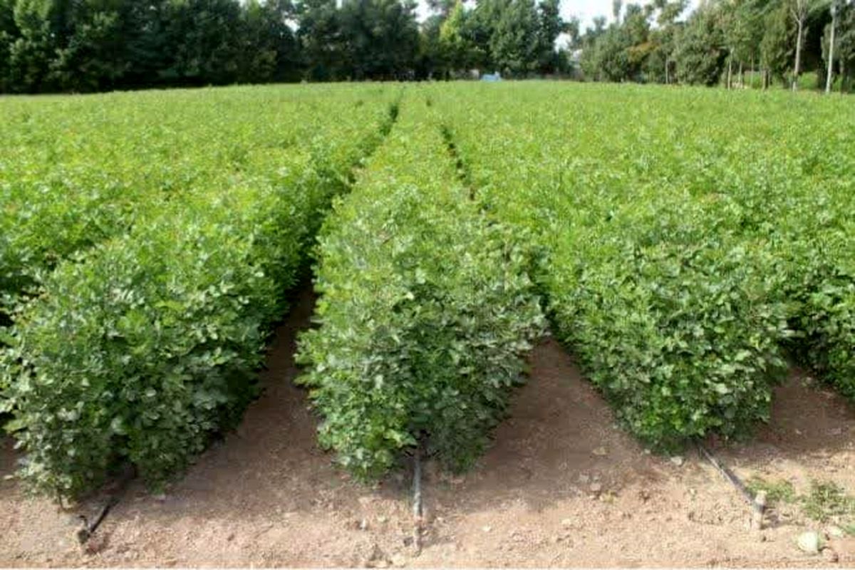 عکس خبرمنابع طبیعی