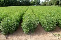 یک میلیون اصله نهال در استان مرکزی آماده توزیع است
