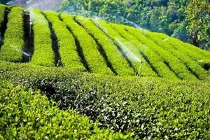 برداشت برگ سبز چای از نیمه اول اردیبهشت آغاز می شود