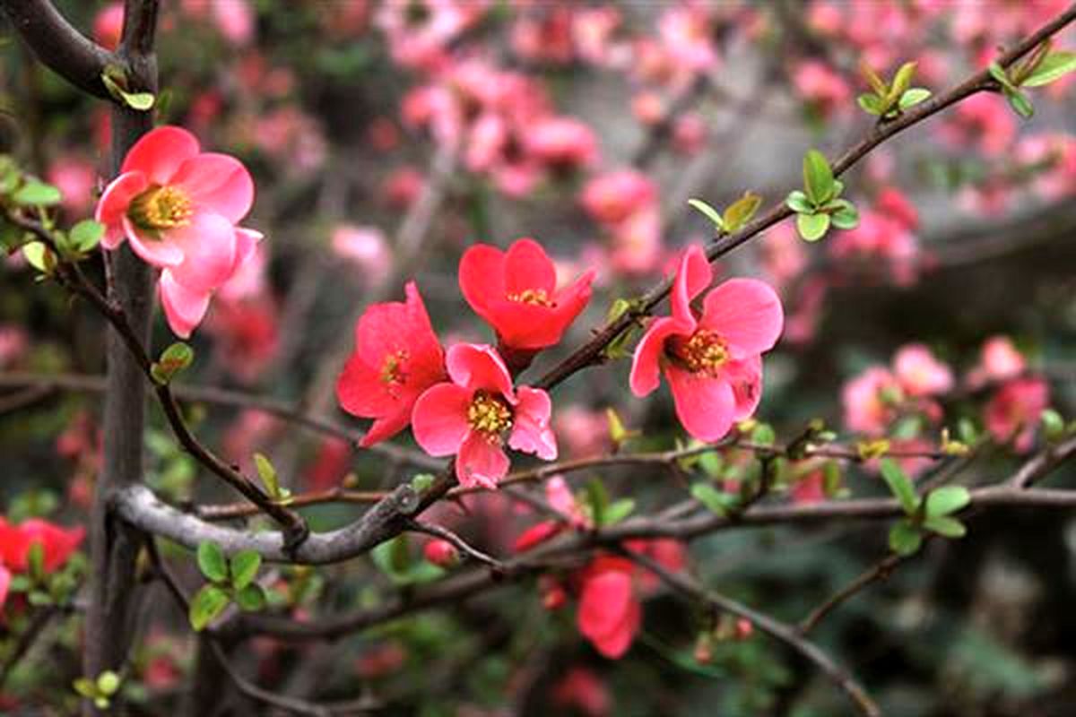 استقبال از بهار در رشت