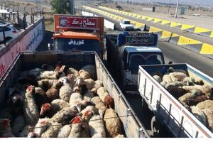  ۴ میلیارد ریال ارزش دام های قاچاق کشف شده در بهار است