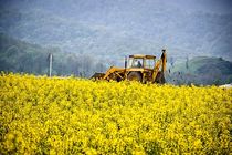 برداشت بیش از 180 تن کلزا از مزارع برخوار