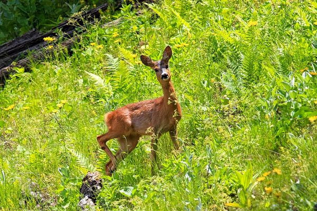 تلف شدن شوکا در رامسر
