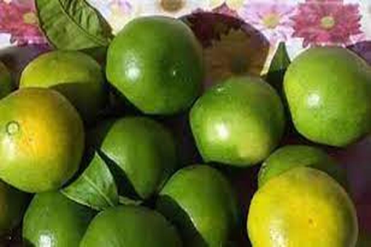 نارنگی نارس