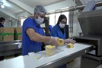 تولید روانه 7 تن محصول پنیر پیتزا در اردبیل 