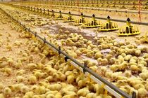 افزایش ۱۰۰ درصدی صادرات پولت تخمگذار در استان مرکزی