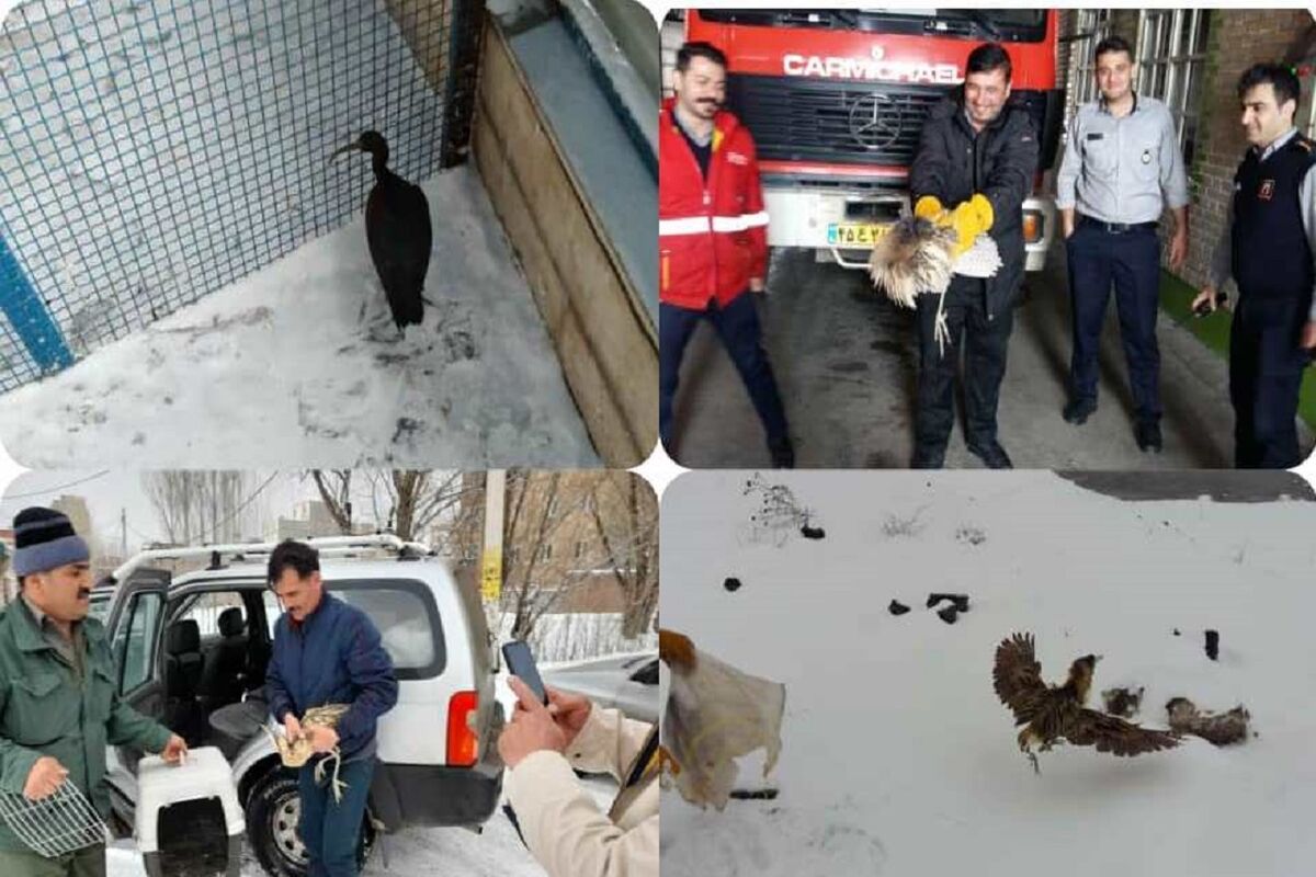 رهاسازی پرندگان در اردبیل