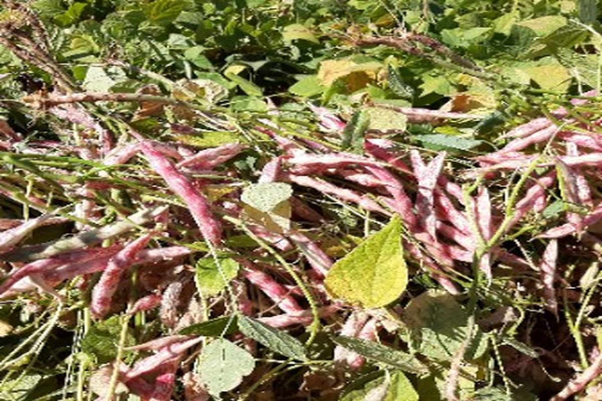 لوبیا قزوین