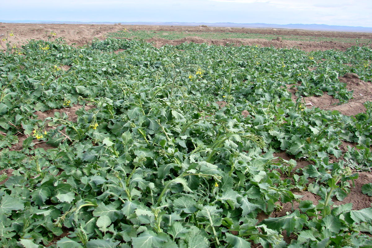 وزارت جهاد کشاورزی