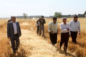 یولاف زراعی در ۷ هکتار به تولید انبوه رسید