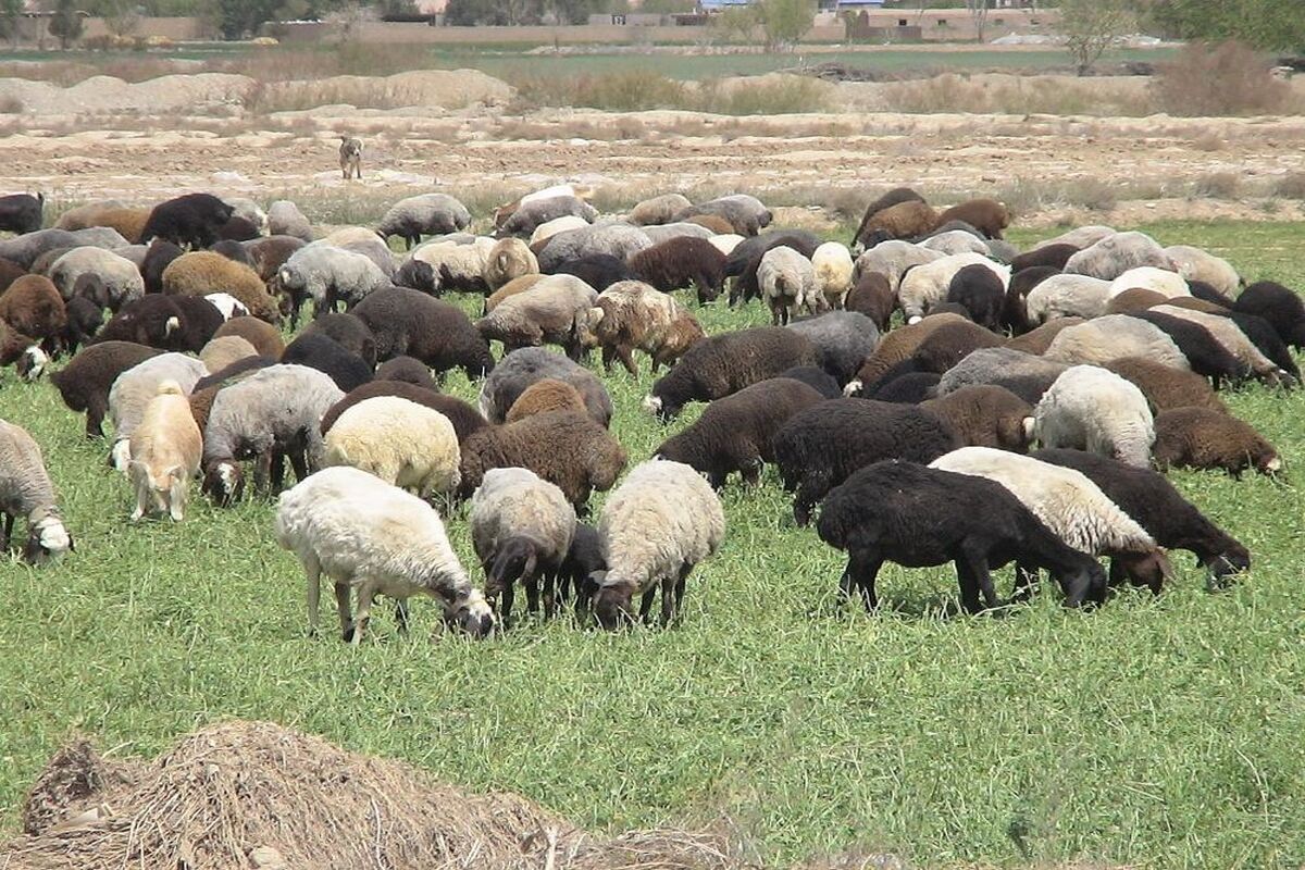 ضریب خودکفایی گوشت قرمز