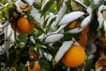 خسارت ۶۱ میلیارد تومانی سرمای بهاره به باغداران نیشابور