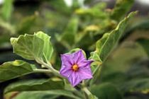 استقرار پایگاه های نوآوری کشاورزی در هشترود