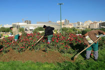 مدیران باید برای توسعه پایدار با نگاهی عادلانه به بحث فضای سبز اهتمام ورزند