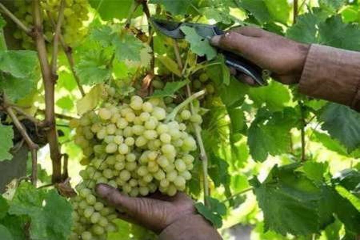 اصفهان- برداشت انگور