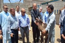 تامین ۵۰ درصد گوشت مورد نیاز کشور از سیستان و بلوچستان تا دو سال آینده اولویت وزارت جهاد کشاورزی