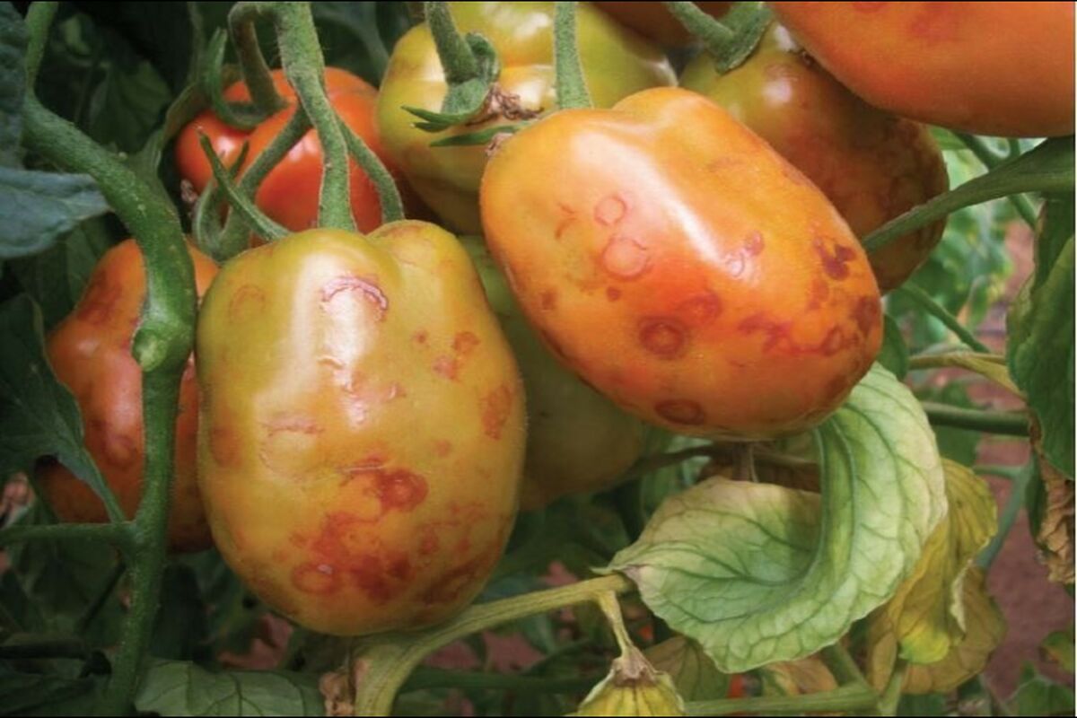 گوجه