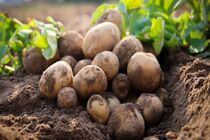 برداشت ۴۰ تنی سیب‌زمینی در هر هکتار از اراضی روستای سلح چین