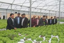 کشت گلخانه ای NFD که برای اولین بار در کشور توسط گلخانه ارنان انجام شد