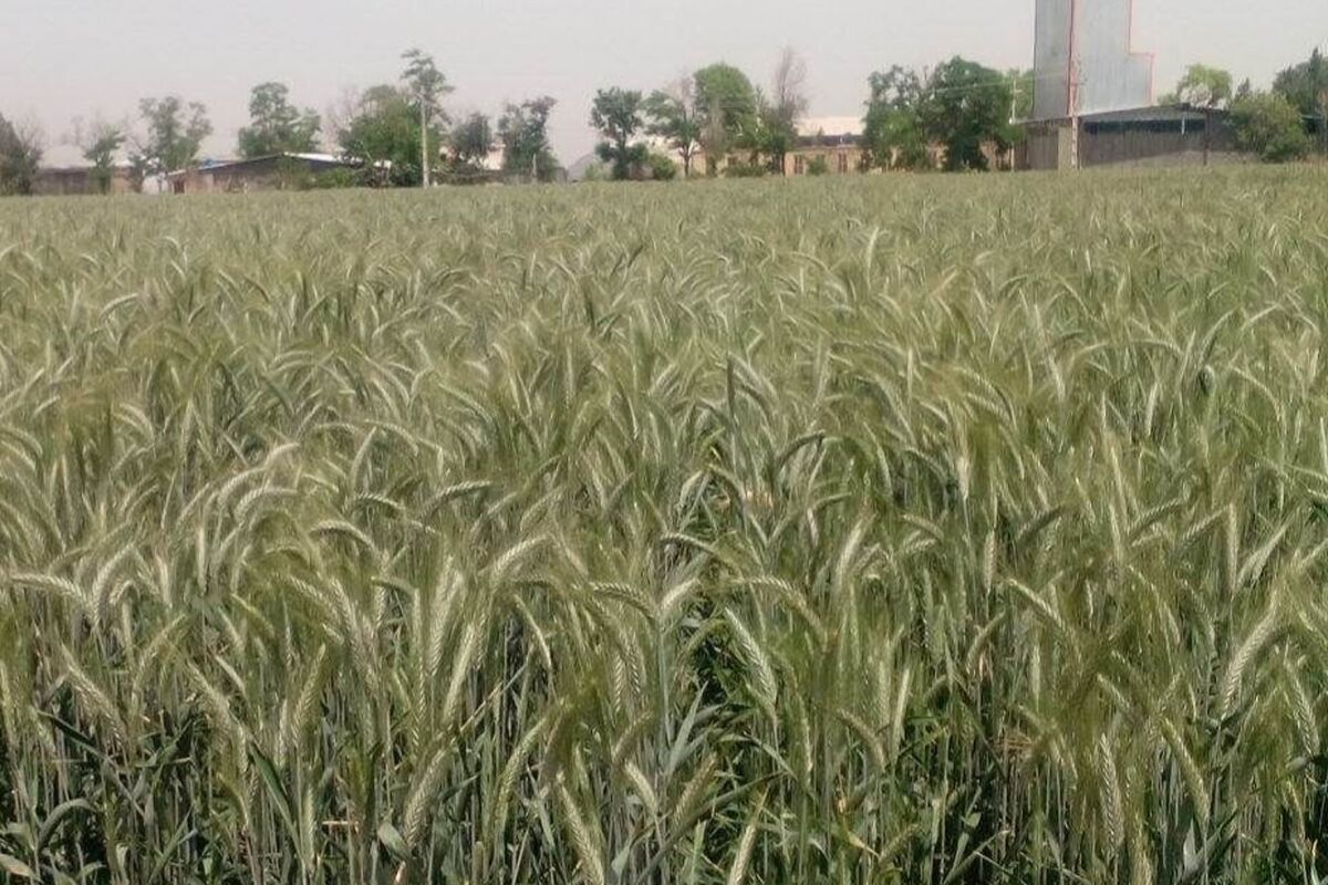 تریتیکاله