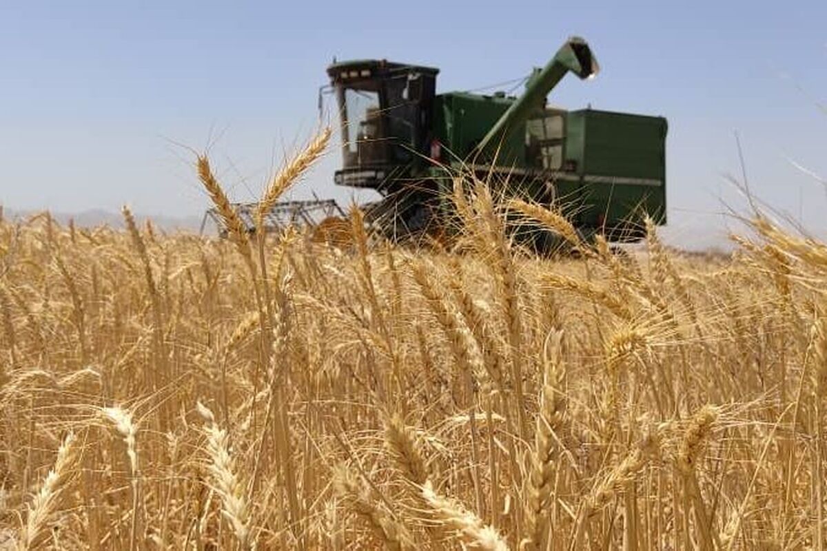 گندم