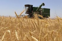 تولید گندم از مرز یک میلیون تن فراتر رفت