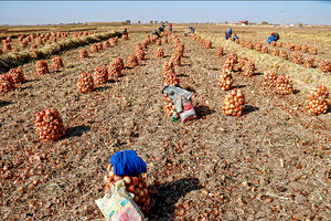 برداشت ۱۶ هزار تُن پیاز از مزارع شهرستان جوین