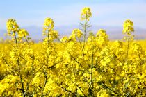 پیش بینی تولید 280 تنی کلزا در بابل