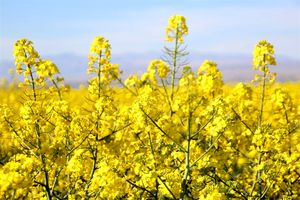 آغاز کشت کلزا در شهرستان شهرستان مبارکه