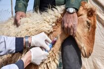  بیش از ۱۶ هزار دام در کردستان واکسینه شدند