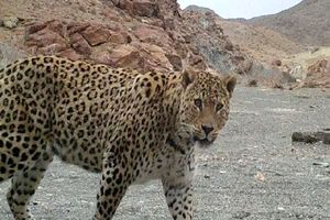 منطقه حفاظت شده آق‌داغ خلخال به پارک ملی تبدیل می‌شود 