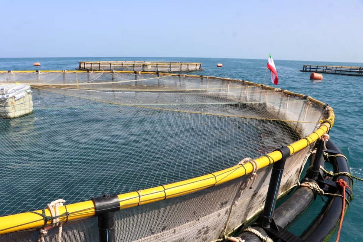 مرکز+تکثیر+پرورش‌میگو+سیریک