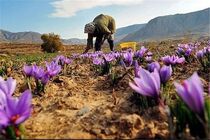 تغییر الگوی کشت در استان اصفهان / زعفران و گیاهان دارویی رویکرد جدید کشت 