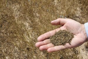 پیش بینی برداشت 10 کیلوگرم  زیره از هر هکتار از مراتع نطنز