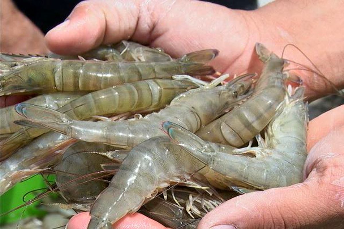 تولید میگوی پرورشی