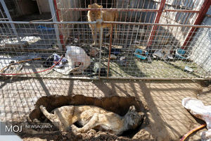 باقی مانده باغ وحش موصل