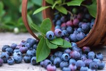 احداث اولین مزرعه بلوبری در ساری