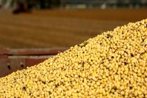 کشف بیش از 67 تن کنجاله سویا قاچاق در اصفهان / دستگیری 3 نفر 