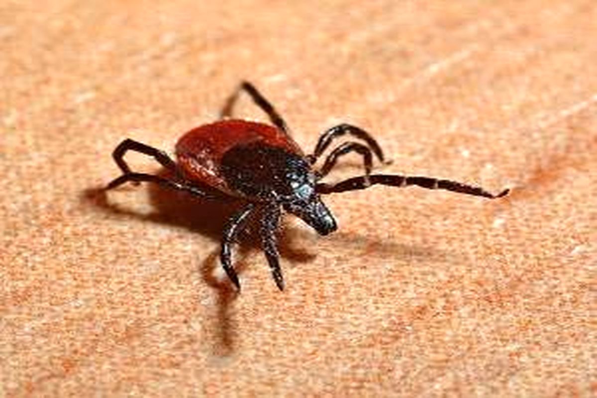 تب-کریمه-کنگو