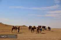 اجاره مراتع کشور به شترهای قطری تکذیب شد