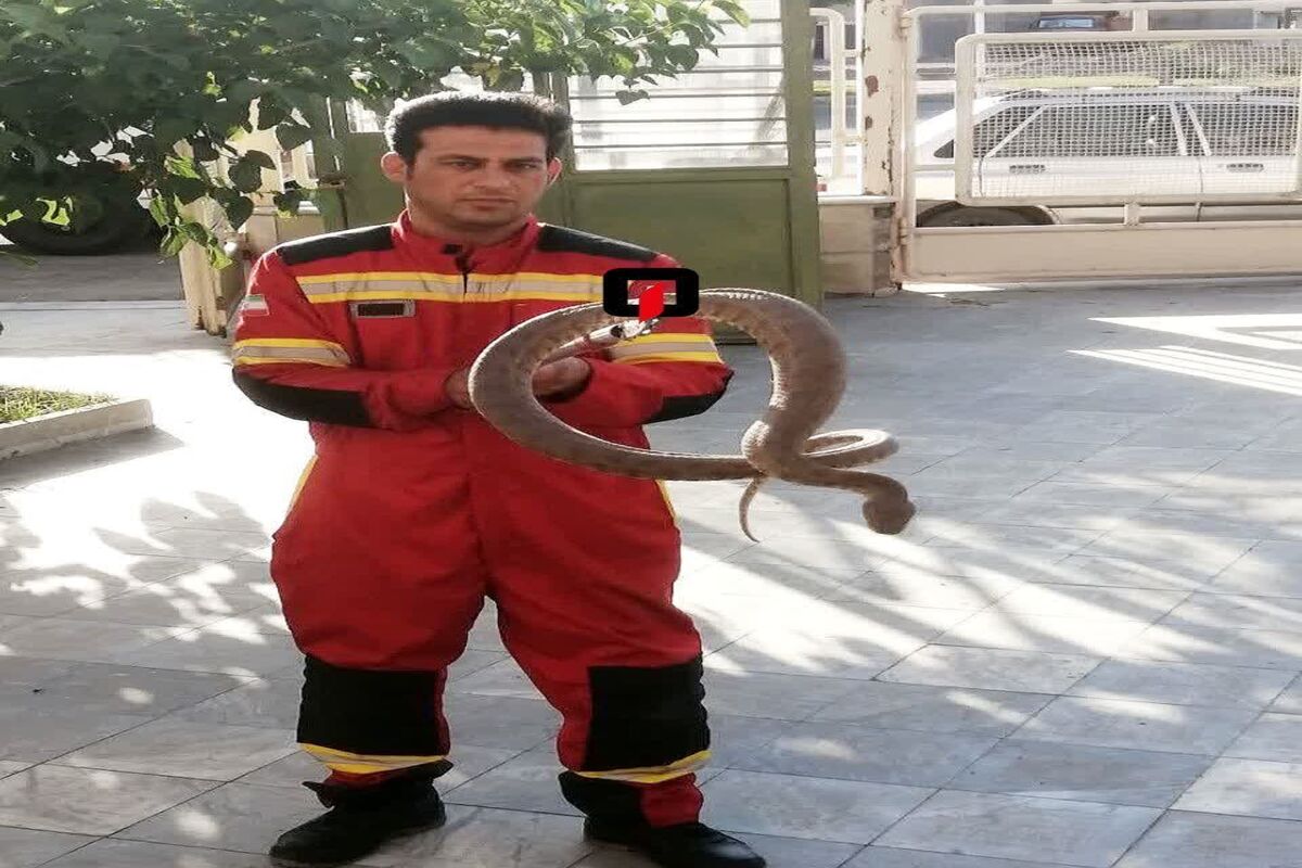 زنده گیری مارها