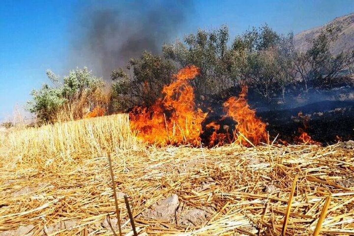 سوزاندن بقایای کشاورزی