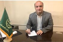  برداشت خوشه های طلایی گندم در ایرانشهر