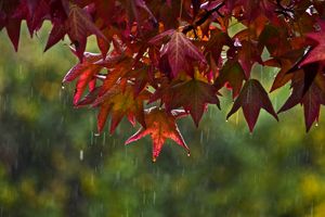 اکران پنج فیلم پاییزی از امروز آغاز شد