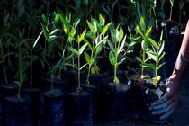 تولید 800هزار اصله انواع نهال در هرمزگان