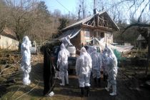 جمع آوری طیور خانگی روستای شولم فومن به علت مشکوک بودن به آنفلوآنزای  پرندگان