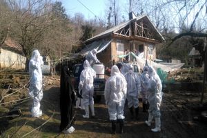 جمع آوری طیور خانگی روستای شولم فومن به علت مشکوک بودن به آنفلوآنزای  پرندگان