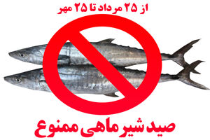 صید ماهی شیر به روش گوشگیر ممنوع شد